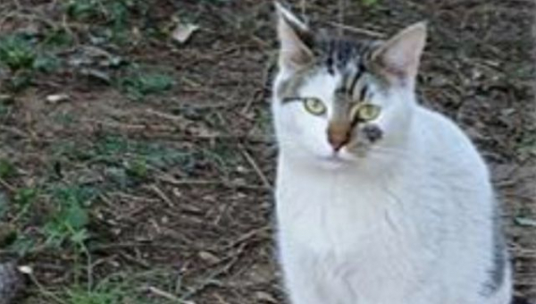 Kakva je pravilna prehrana mačke? | 2. dio