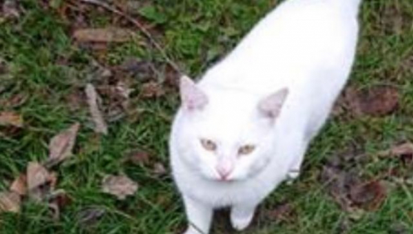 Kakva je pravilna prehrana mačke? | 3. dio