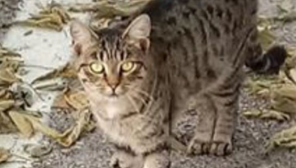 Kakva je pravilna prehrana mačke? | 4. dio